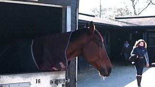 Großbritannien: Pferdegrippe-Epidemie befürchtet