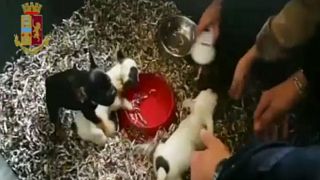 Buy for €30, sell at €1,000: Italy police bust puppy trafficking ring