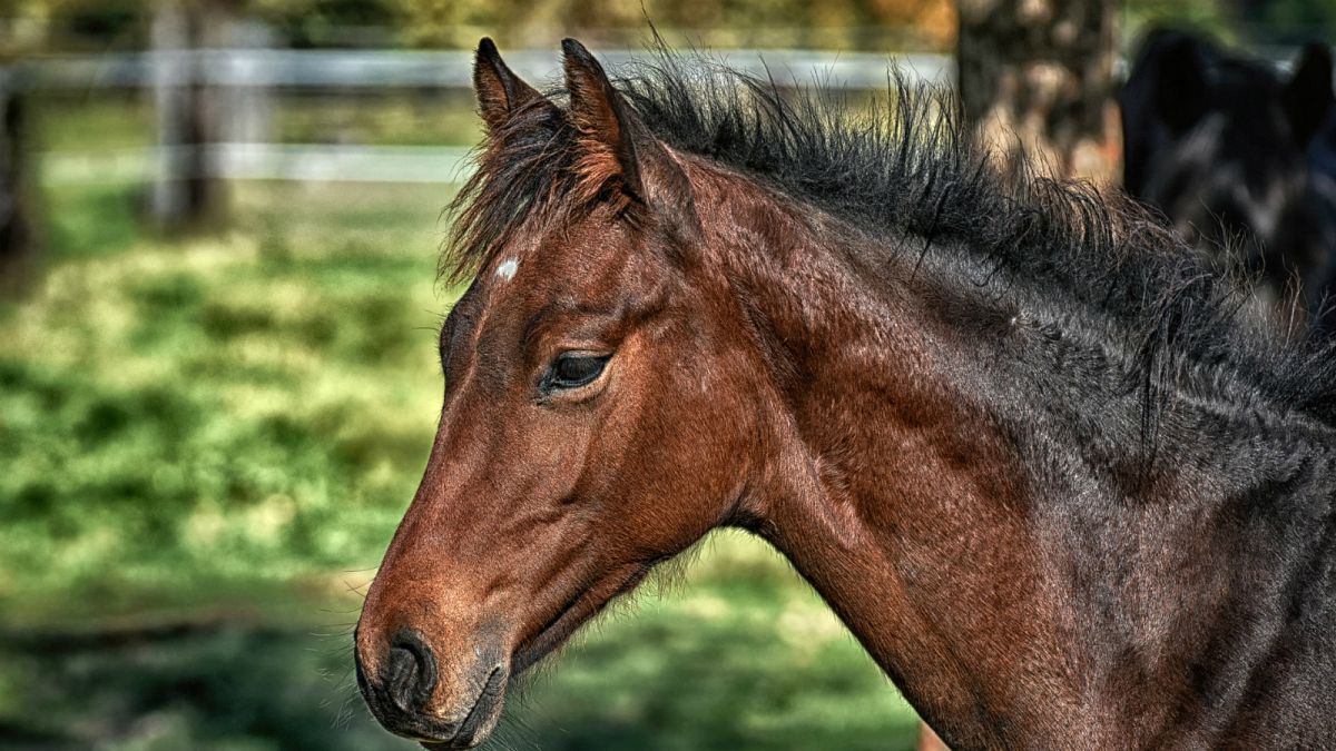 UK horseracing cancelled after equine flu outbreak