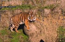 مقتل أنثى نمر سومطرة بأنياب "زميلها" في حديقة حيوانات لندن