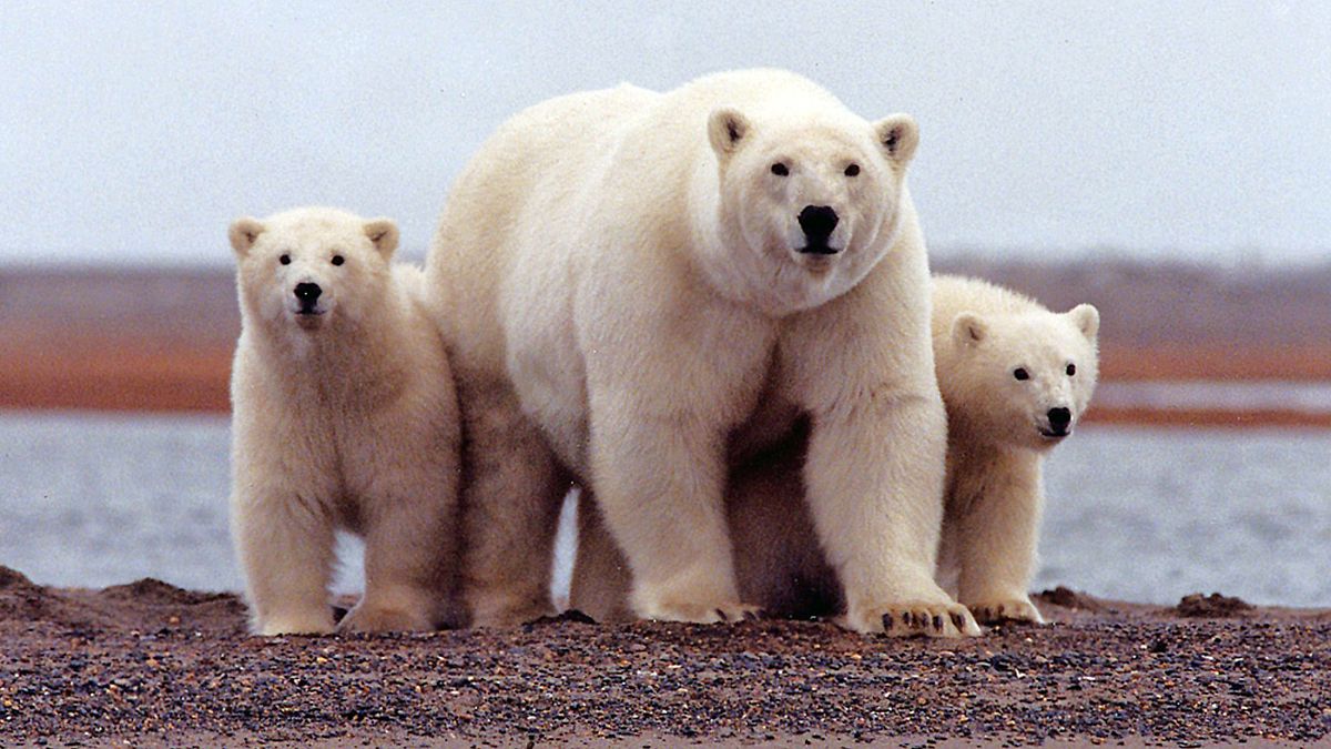 Белые медведи в канадском заповеднике