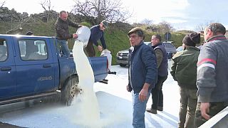 Revolta entre produtores de leite na Sardenha