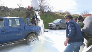 Sardinian farmers destroy milk in protest over falling prices