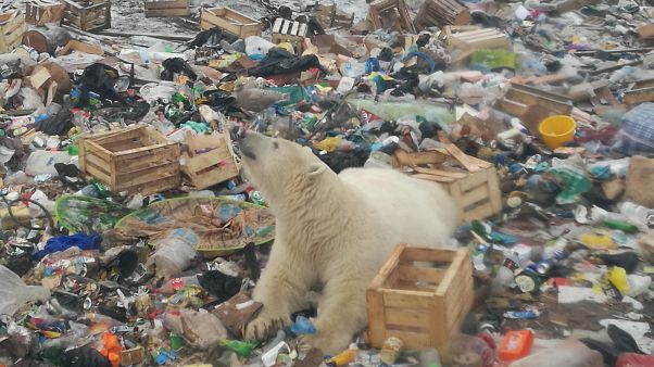 A file photo of a young polar bear in a zoo in Gelsenkirchen, Germany A file photo of a young polar bear in a zoo in Gelsenkirchen, Germany