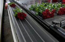 El mercado de las flores podría marchitar con el Brexit