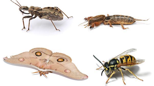 Los insectos pueden extinguirse en 100 años provocando un colapso de la naturaleza Los insectos pueden extinguirse en 100 años provocando un colapso de la naturaleza