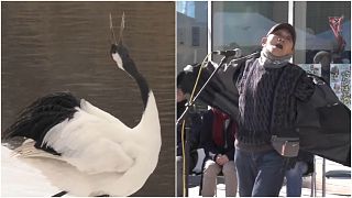 Contestants mimic cranes at Japan winter festival