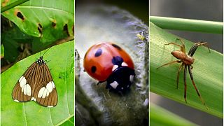 Araştırma: 20-30 sene içerisinde böceklerin yüzde 40'ı yok olabilir