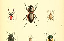  أكثر من ثلث أنواع حشرات العالم مهدد بالانقراض بسبب الإنسان 
