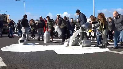 شاهد: مزارعون يسكبون  الحليب في الشارع احتجاجا على ثمنه