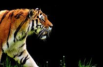 Schock im Zoo: Tigerin Melati totgebissen