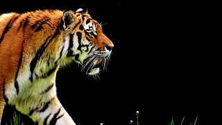 Schock im Zoo: Tigerin Melati totgebissen