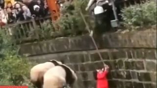 Küçük kız pandaların bulunduğu dev kafese düştü
