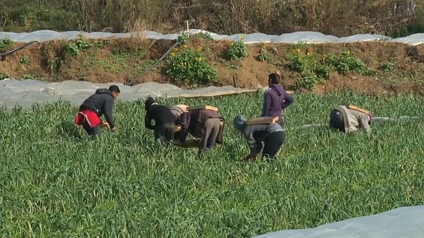 فلسطينيو غزة يحاولون تعويض وقف المساعدات الأمريكية بالمشاريع الصغيرة فلسطينيو غزة يحاولون تعويض وقف المساعدات الأمريكية بالمشاريع الصغيرة