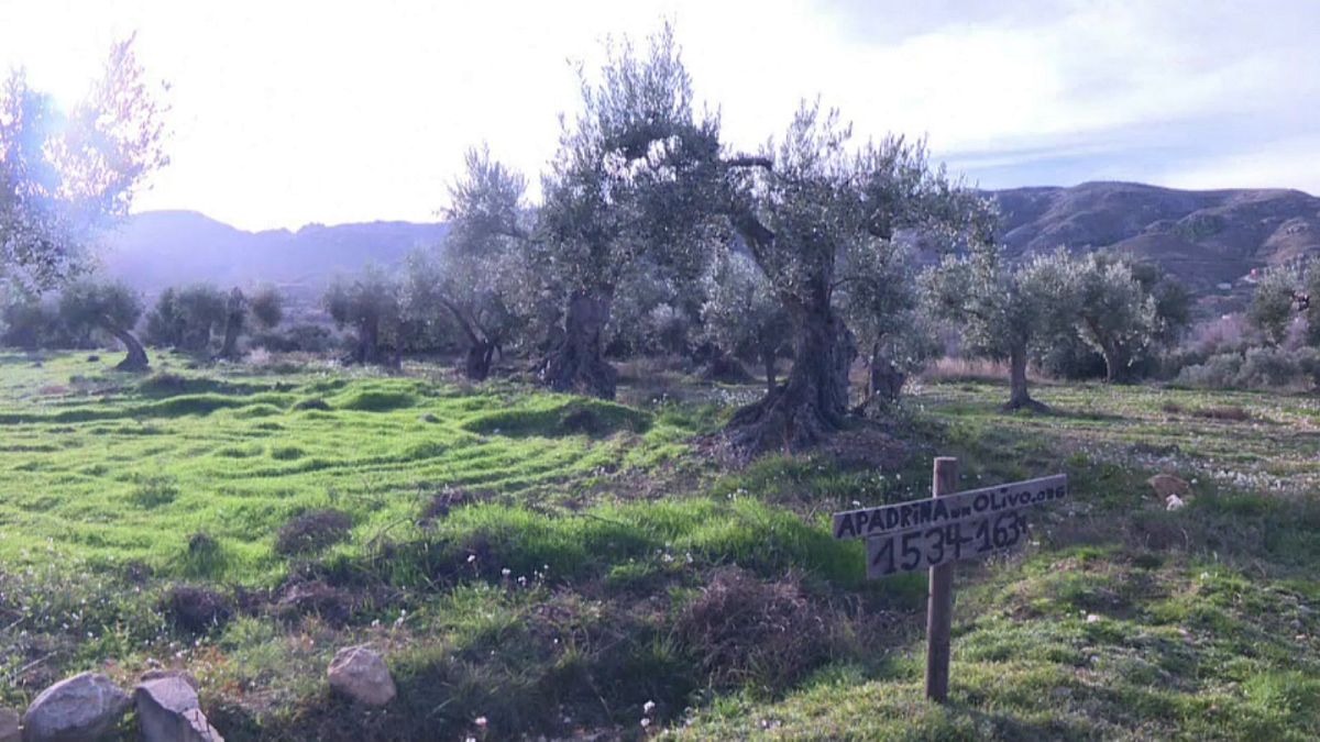 The scheme to adopt olive trees has saved more than 7,000 trees