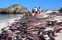 Aparecen miles de peces muertos en una playa de Chile