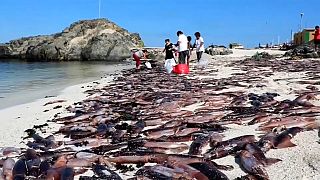 Aparecen miles de peces muertos en una playa de Chile