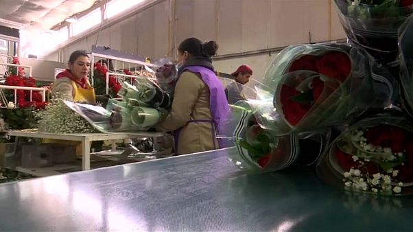 Colombia is the second largest flower producer after the Netherlands Colombia is the second largest flower producer after the Netherlands