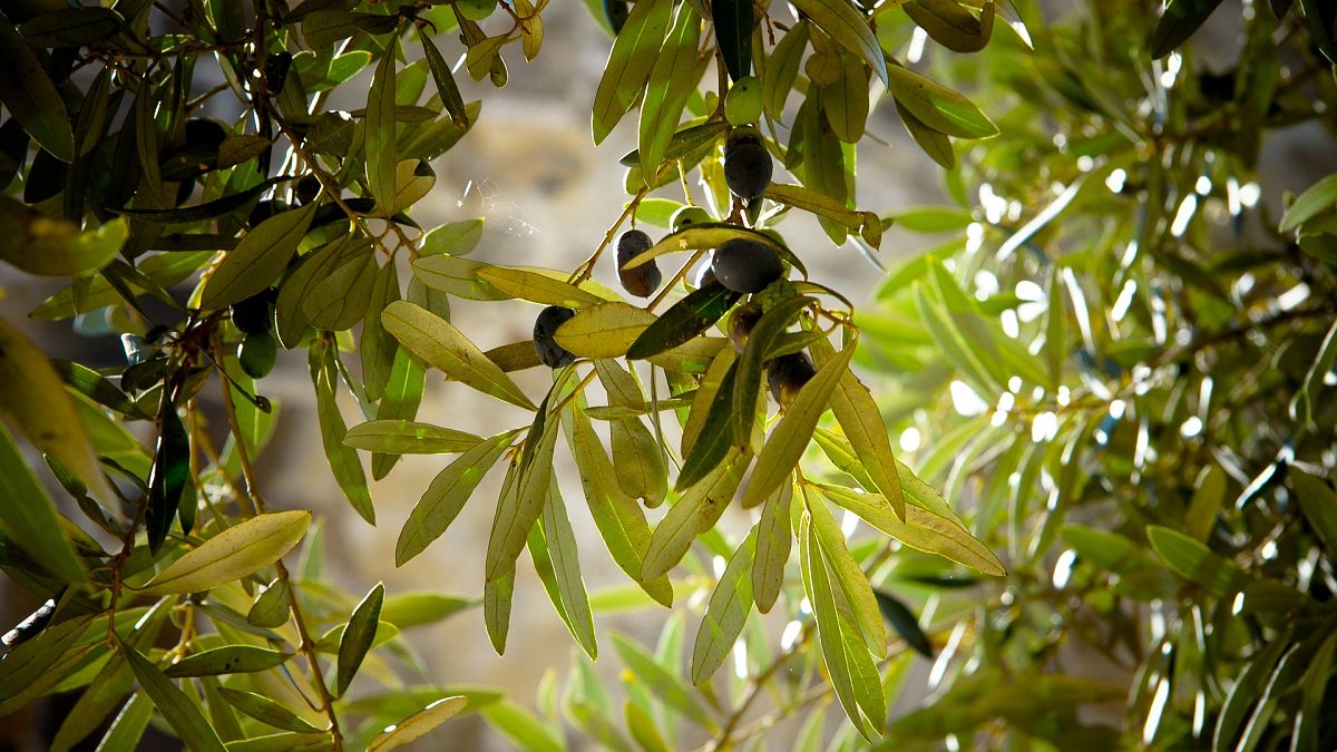 Video | Zeytin ağaçlarını evlat edinerek ekonomiye katkı sağlıyorlar