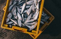 اتفاقية أوروبية مغربية لتأييد مصائد أسماك في مياه الصحراء الغربية