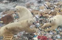 Watch: Polar bear in Russian archipelago peeks inside a house