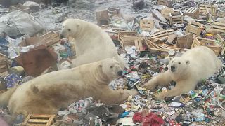 Watch: Polar bear in Russian archipelago peeks inside a house