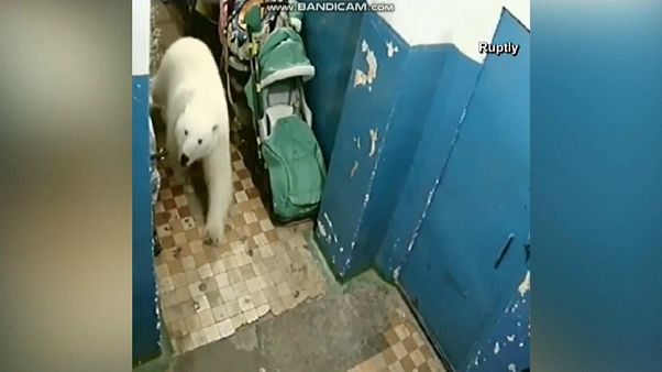 Szükségállapotot hirdettek egy orosz településen a jegesmedvék miatt Szükségállapotot hirdettek egy orosz településen a jegesmedvék miatt