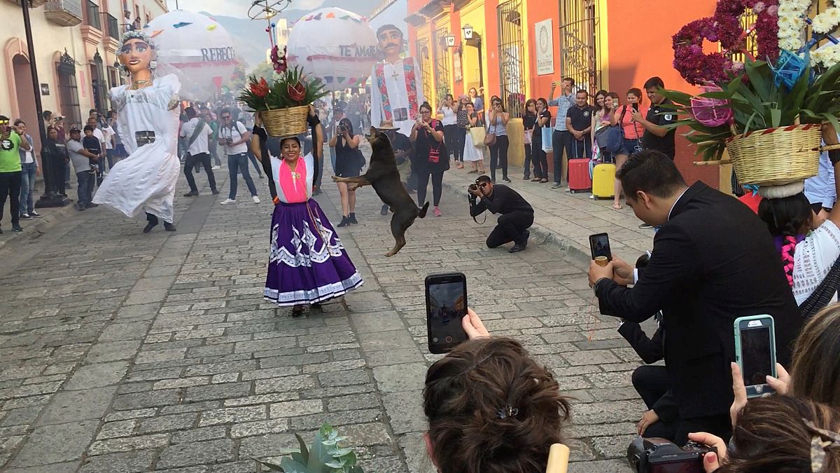 Mazapán, el perro bailarín de Oaxaca