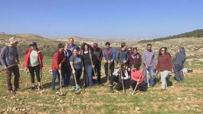 مجموعة من الطلاب يساعدون فلسطينيين في إعادة زراعة شجر الزيتون