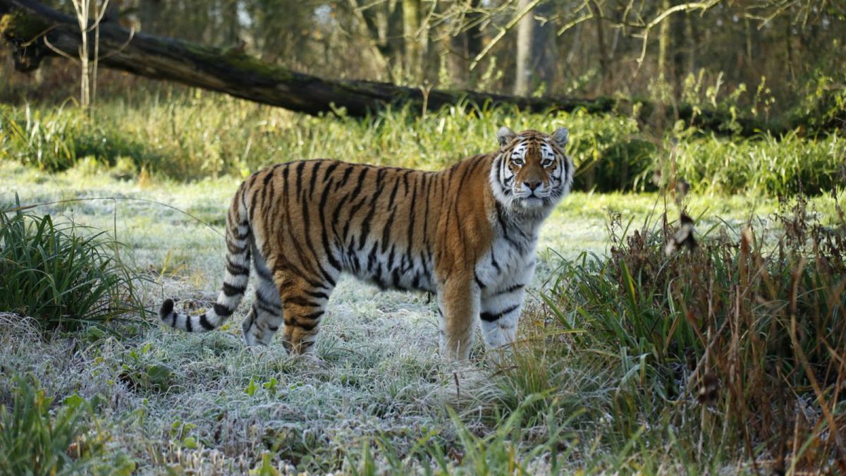 Second endangered tiger killed in a week in UK captivity