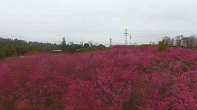 شاهد: بحر من ألوان أزهار الكرز في مدينة قانشو الصينية