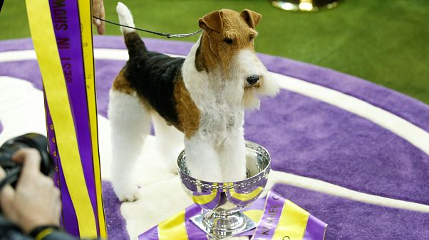Слава «собачьему королю»! Слава «собачьему королю»!