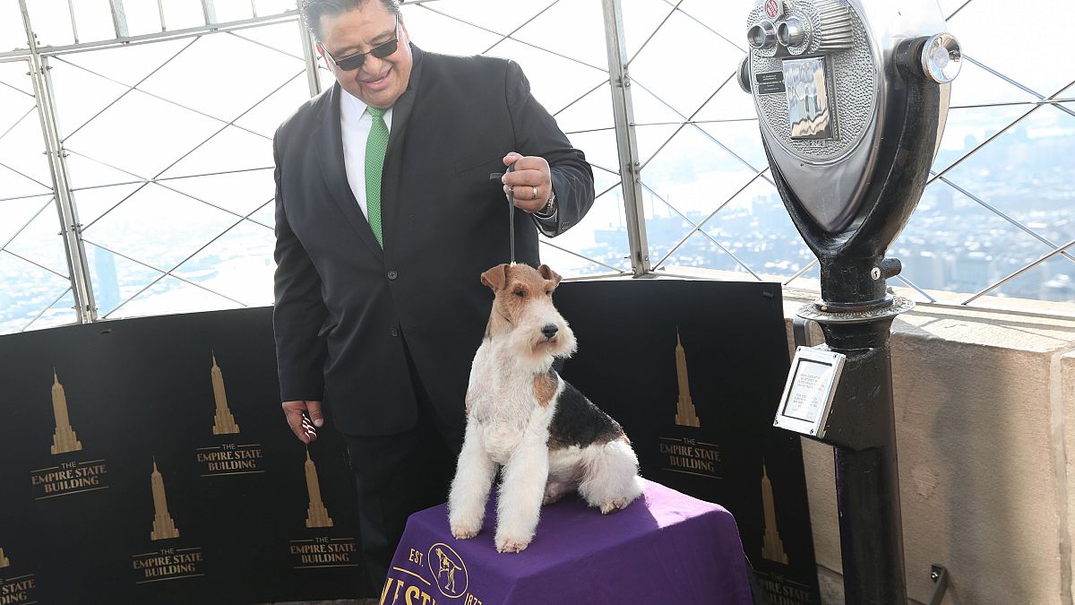 Ο «King» νικητής του σαλονιού σκύλων στη Νέα Υόρκη