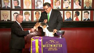 Belohnung für „King“: Verrückte Hundetradition in New York