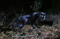 Un léopard noir, photographié au Kenya.
