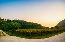 Italy’s healthy fizz