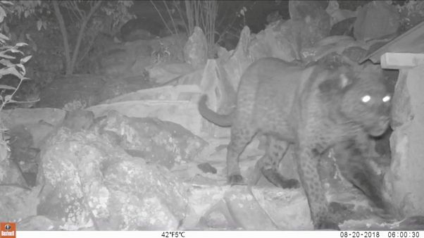 Black leopard is seen in Lorok, Laikipia County, Kenya Black leopard is seen in Lorok, Laikipia County, Kenya