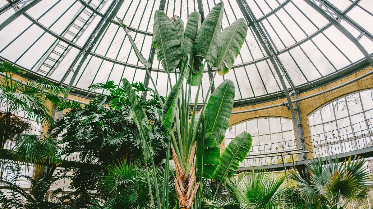 A European world of exotic plants