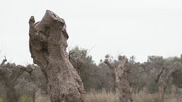 La bacteria Fastidiosa arrasa olivares en Italia La bacteria Fastidiosa arrasa olivares en Italia