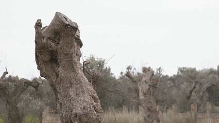 Europe steps up fight to stop deadly olive tree disease