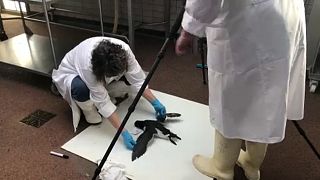 Mass autopsy begins into mystery bird deaths