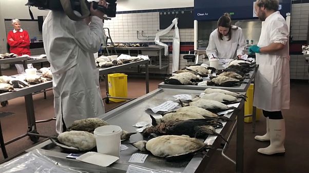 Wissenschaftler ratlos: Tausende tote Vögel Wissenschaftler ratlos: Tausende tote Vögel