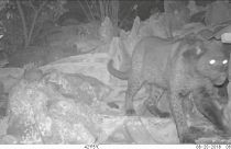 Kenya'da 100 yıl sonra 'kara leopar' görüntülendi