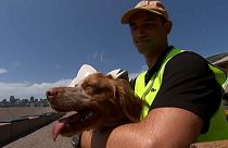 L’Opéra de Sydney engage des chiens pour protéger les touristes des mouettes