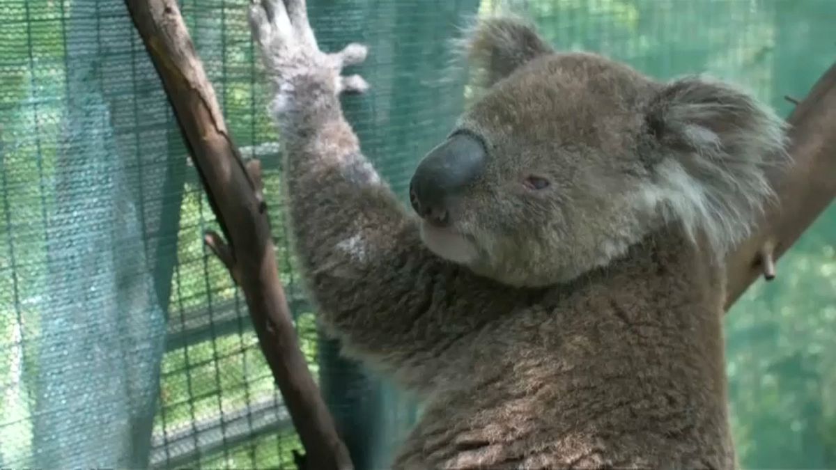 الصندوق العالمي للحياة البرية يحذر أستراليا من قرب انقراض الكوالا