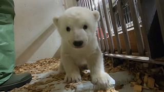 Eisbärenbaby: Ein großes, starkes Mädchen!