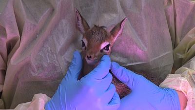 Naissance d'une petite antilope dans un zoo des Etats-Unis