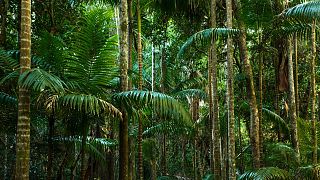 Cinsel şiddet hükümlüsü 'İtalyan Tarzan' saklandığı ormanda yakalandı
