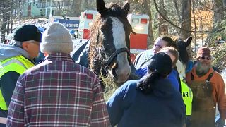شاهد: إنقاذ حصانين من بحيرة متجمدة في بنسلفانيا