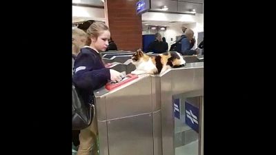 القط عند ماكينة التذاكر